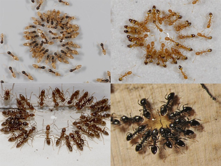 Bả gồm hai thành phần: chất nền và hoạt chất diệt kiến. Chất nền được phối trộn từ hỗn hợp nhiều loại thức ăn ưa thích của kiến. Hoạt chất diệt kiến gây độc chậm. Sau một thời gian, độc tố lan truyền cả quần thể kiến.