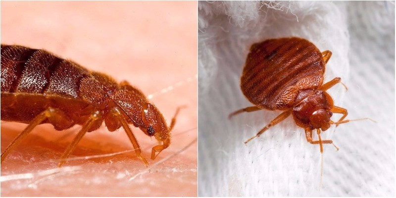 GS.TS Bùi Công Hiển, Trung tâm Ứng dụng Côn trùng học, cho biết, rệp giường có tên khoa học là Cimex lectularius. Đây là một loài côn trùng thuộc bộ bọ xít đã được phân hóa chuyên sâu, không chỉ sống ngoài tự nhiên mà còn sống ở những nơi gần người.