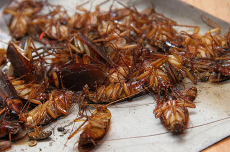 Không hóa chất, bằng cách này bạn dễ dàng "thổi bay" gián khỏi nhà - Hình 4 Khong hoa chat, bang cach nay ban de dang