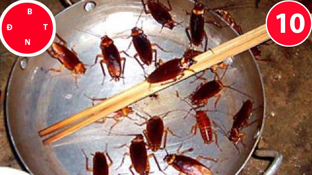 Không hóa chất, bằng cách này bạn dễ dàng "thổi bay" gián khỏi nhà - Hình 5 Khong hoa chat, bang cach nay ban de dang