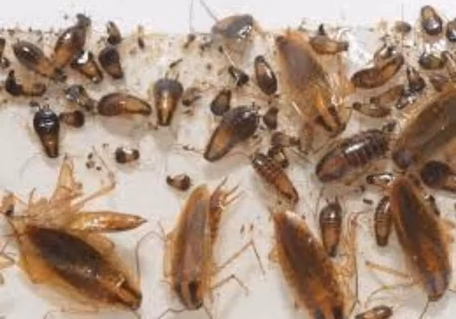 Khong hoa chat, bang cach nay ban de dang 