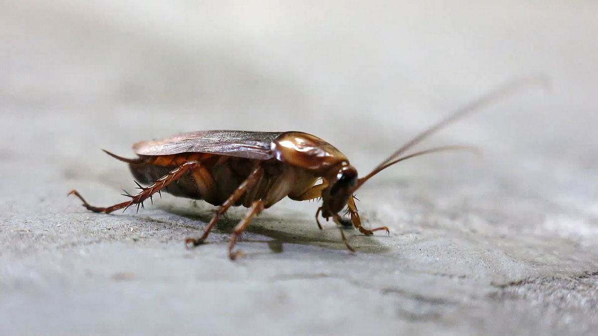 Không hóa chất, bằng cách này bạn dễ dàng "thổi bay" gián khỏi nhà - Hình 3 Khong hoa chat, bang cach nay ban de dang