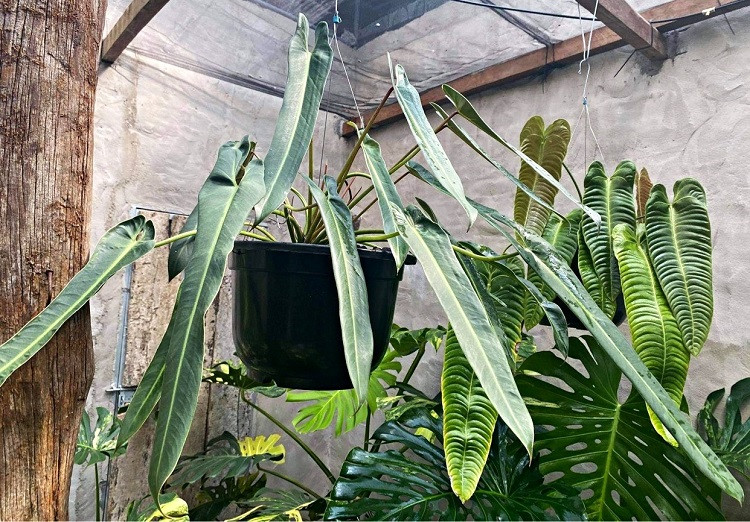 Thu choi xa xi nha giau Viet: Chi tram ty mua… 1 chiec la-Hinh-2