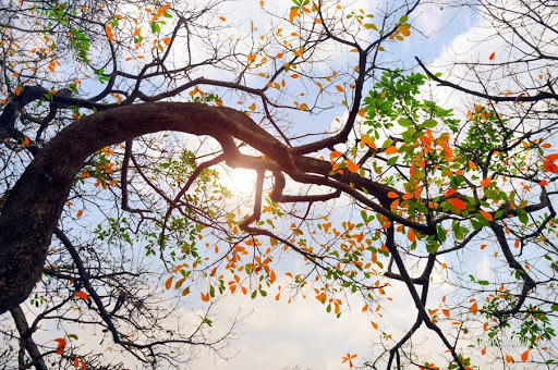 Thông thường nồm ẩm thường xảy ra thành từng đợt, cuối mỗi đợt, trời thường hửng nắng, thậm chí ngay trong thời gian trời nồm vào buổi trưa hoặc đầu chiều, đôi khi cũng có nắng.