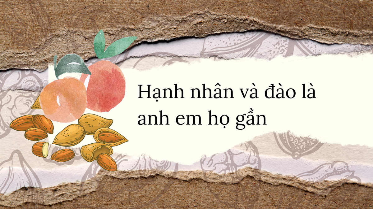 Sự thực hạt thông là thuốc tăng cường khả năng phòng the cổ xưa - Hình 2 Su thuc hat thong la thuoc tang cuong kha nang phong the co xua-Hinh-2