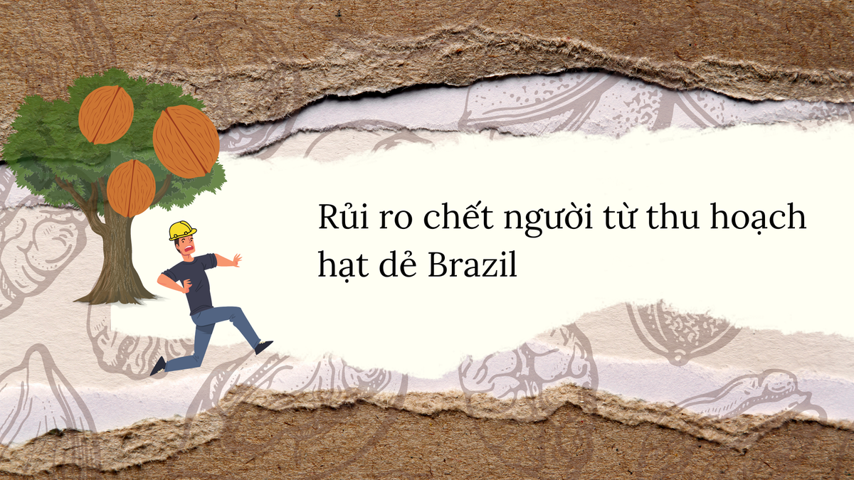 Sự thực hạt thông là thuốc tăng cường khả năng phòng the cổ xưa - Hình 9 Su thuc hat thong la thuoc tang cuong kha nang phong the co xua-Hinh-9