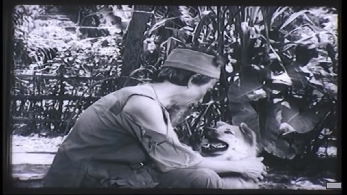 Trong tác phẩm điện ảnh kinh điển Làng Vũ Đại ngày ấy, lão Hạc do nhà văn Kim Lân thủ vai. Cậu vàng được giao cho một chú chó thuộc giống Bắc Hà với bộ lông xù, đuôi cong vút và gương mặt tinh anh và thể hiện trọn vẹn hình ảnh cậu Vàng. 