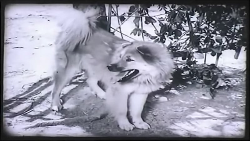 Với khuôn mặt khắc khổ, lối diễn chân thực, nhà văn Kim Lân và chú chó đã tạo thành hình ảnh Lão Hạc cùng cậu Vàng xúc động, lấy nhiều nước mắt của khán giả. 