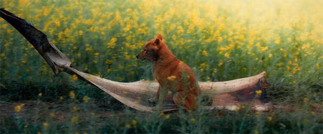 Đầu năm 2021, nhân kỷ niệm ngày sinh của cố nhà văn Nam Cao, bộ phim điện ảnh “Cậu Vàng” – dự án của đạo diễn Trần Vũ Thủy đã chính thức ra mắt công chúng. Tuy nhiên, bộ phim từng gây nhiều tranh cãi khi sử dụng chú chó thuần Nhật Bản Shiba vào vai cậu Vàng. 