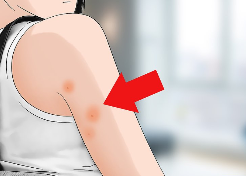 Rệp giường có tốc độ sinh sản nhanh. Máu người và động vật là thức ăn chính của rệp giường. Cơ thể của rệp giường chuyển từ nâu sang đỏ khi được hút đầy máu.