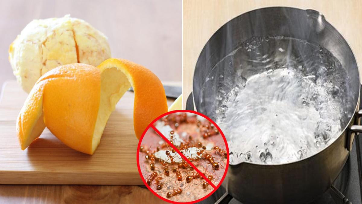 Ví dụ, bạn chỉ cần rắc một dòng bột mì/muối/phấn rôm quanh kệ đựng thức ăn hoặc bất kỳ nơi nào trong nhà bạn nhìn thấy kiến. Tương tự bạn có thể xịt một chút nước chanh hoặc xay nhuyễn vỏ cam rồi đổ vào chỗ có kiến…