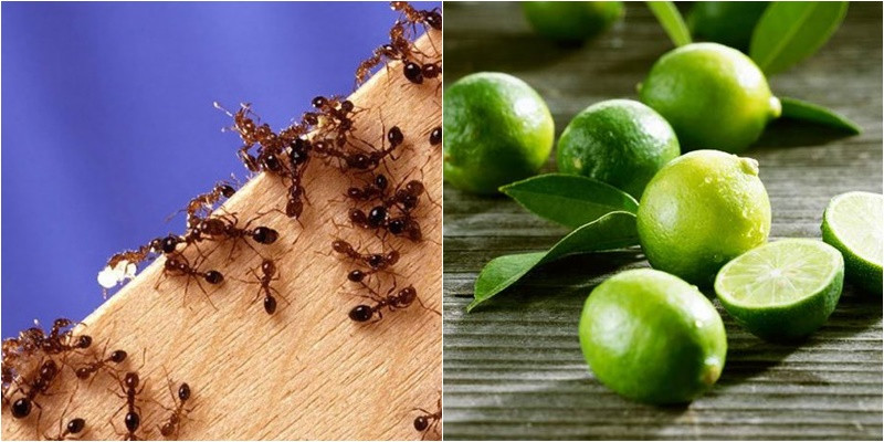 Các loại thảo mộc diệt kiến này có ưu điểm là rẻ tiền, an toàn và sẵn có trong gia đình. Tuy nhiên, những biện pháp này không đạt hiệu quả cao, thậm chí còn vô tình gây ra những hệ lụy xấu.