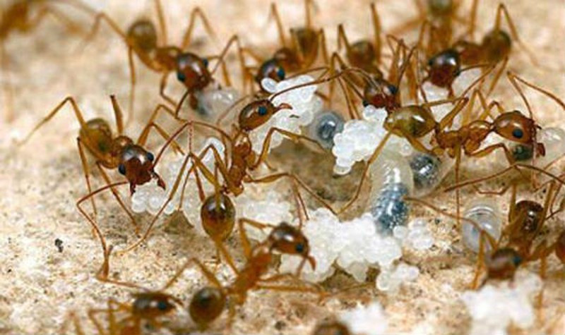 Dùng nước cốt chanh, cốt cam đổ vào tổ kiến, dùng muối/phấn rôm rắc lên đường đi của kiến... là những phương pháp được giới thiệu rất cụ thể trên internet để diệt kiến.