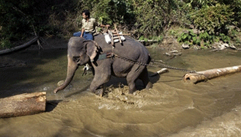 Voi kéo gỗ ở Tây Nguyên.
