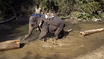 Voi kéo gỗ ở Tây Nguyên.