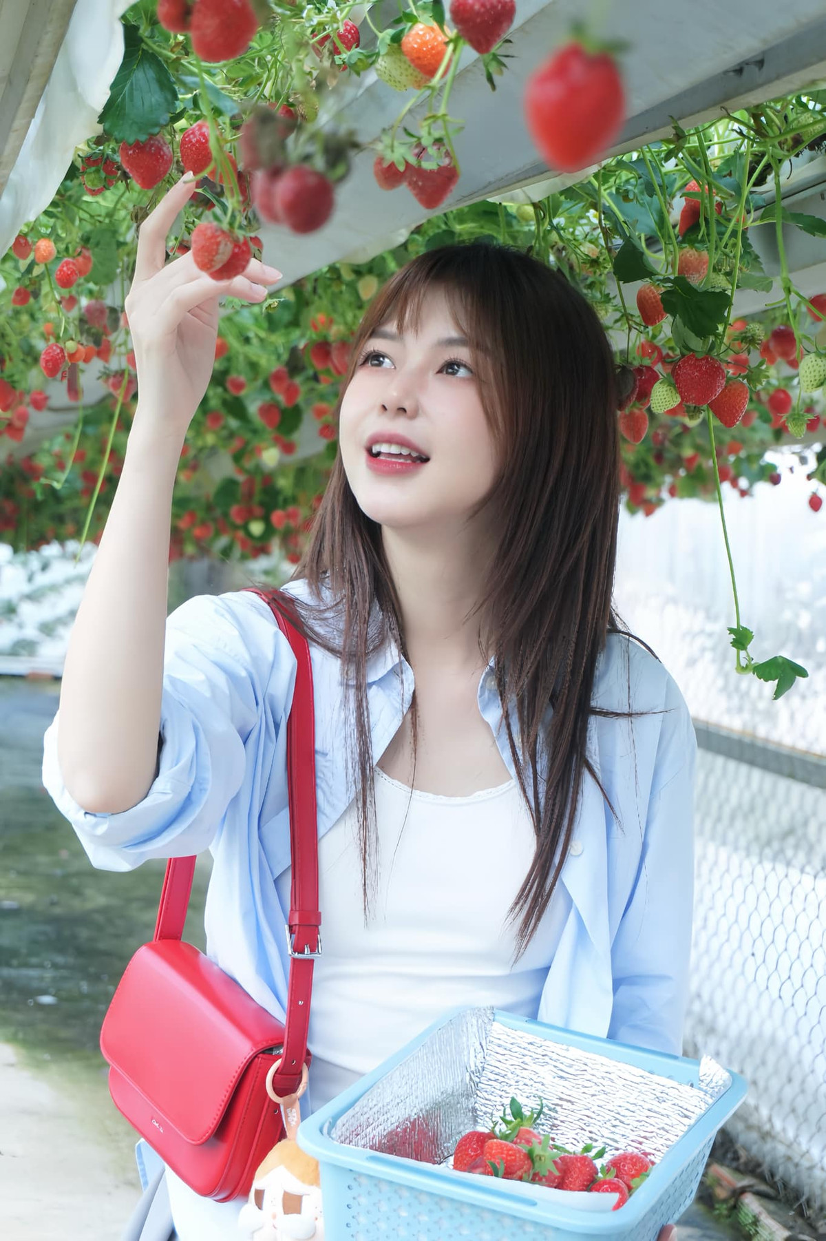 Liz Kim Cương xinh đẹp hái dâu. Ảnh: FB Liz Kim Cương