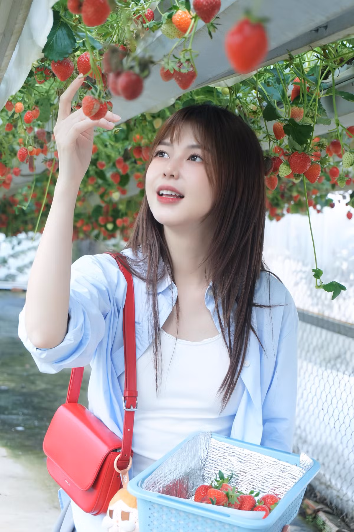 Liz Kim Cương xinh đẹp hái dâu. Ảnh: FB Liz Kim Cương