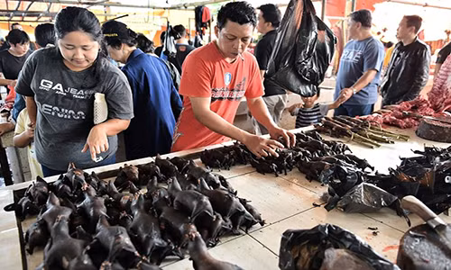 “Ở những nơi khác, một số loài khỉ macaque đang đối mặt với nguy cơ tuyệt chủng do môi trường sống của chúng ngày càng bị thu hẹp. Tại đây, không chỉ môi trường sinh thái của loài khỉ bị thu hẹp mà người dân còn săn bắt khỉ để làm thức ăn”, nhà hoạt động Yunita Siwi cho biết.