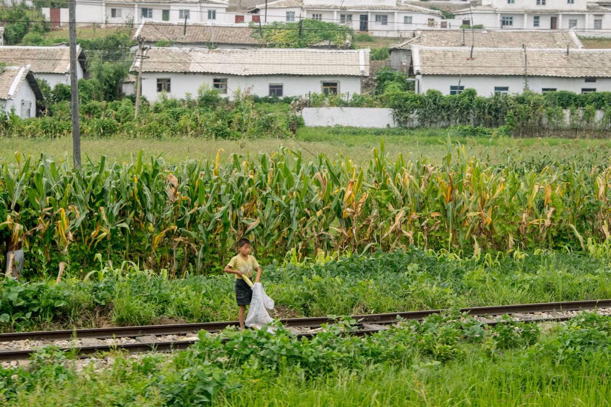 Trên hành trình từ Tumangang tới Bình Nhưỡng, Chu đã kịp ghi lại một số hình ảnh về cuộc sống của người dân đất nước này. Ảnh: Một bé trai thu hoạch ngô đứng ở đường ray tàu hỏa.