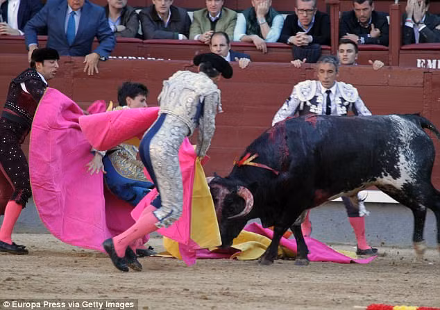 Các đồng nghiệp của Naverrete cố gắng giải cứu anh nhưng con bò tót hung hãn vẫn chưa chịu buông tha.