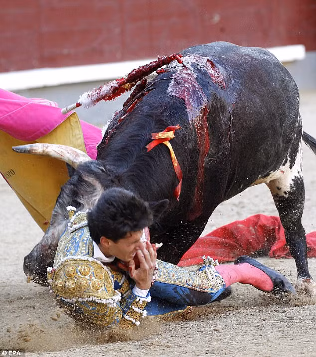 Khoảnh khắc đấu sĩ Daniel bị bò tót húc...