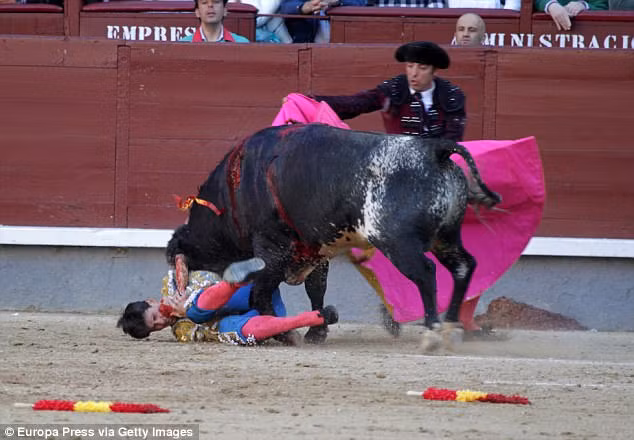 Khi đó, chú bò tót nặng khoảng 453 kg đã hất văng Daniel lên cao rồi tiếp tục húc vào vùng mặt, cổ của đấu sĩ này.