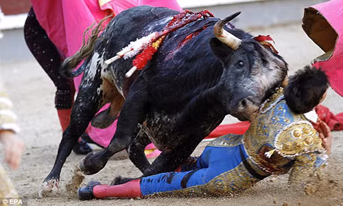 Những người chứng kiến không khỏi kinh hãi trước cảnh tượng bò tót tấn công người.