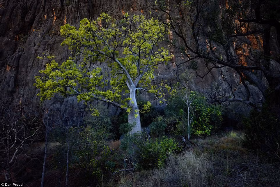 Được biết, những cư dân đầu tiên ở Australia sống trong môi trường thiên nhiên hoang dã khoảng 40.000 đến 60.000 năm về trước. Ảnh: Một cây bao báp mọc ở vùng Kimberly. Ảnh: Daily Mail.