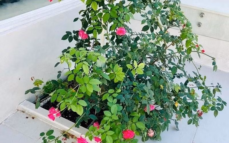 Ngoài cây cối, rau củ Công Vinh còn trồng thêm hoa quanh nhà.