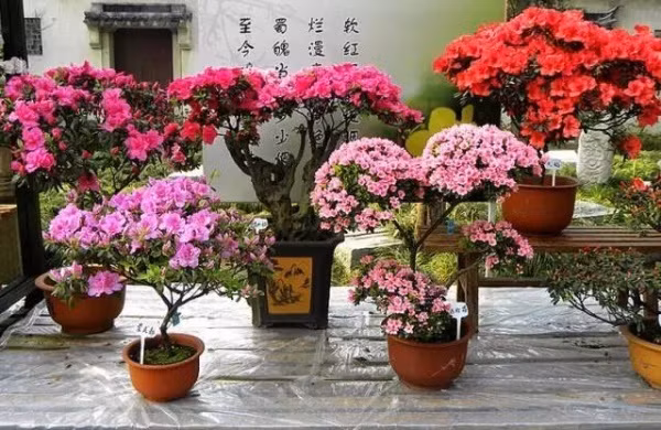 Vào dịp đầu năm, những cây đỗ quyên với hình dáng bon sai với hoa nở rực rỡ luôn là mặt hàng được ưa chuộng đối với những người yêu cây, yêu hoa.