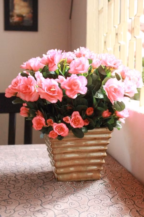 Đỗ quyên thân gỗ có thể cắm vào các bình gốm màu trắng để lọ hoa thêm nổi bật.