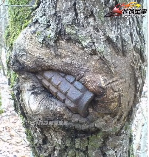 Tới tận ngày nay sau gần một trăm năm, những cánh rừng chết đó vẫn bị niêm phong để đề phòng người dân khỏi bị thương vong do những vũ khí còn sót lại này. Nguồn ảnh: Sina.