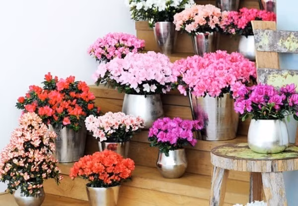 Hoặc có thể chọn những cây đỗ quyên có kích thước bằng nhau để lối vào nhà thêm phần đặc biệt.