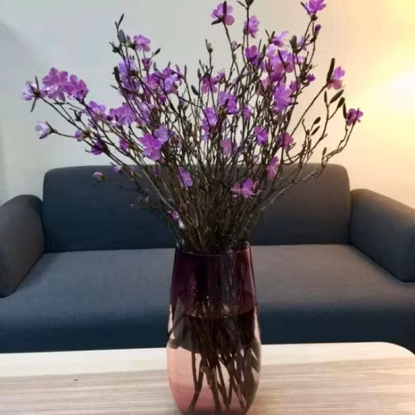 Trong không gian hiện đại, đỗ quyên sẽ xinh xắn và nổi bật khi được cắm trong các lọ thủy tinh.