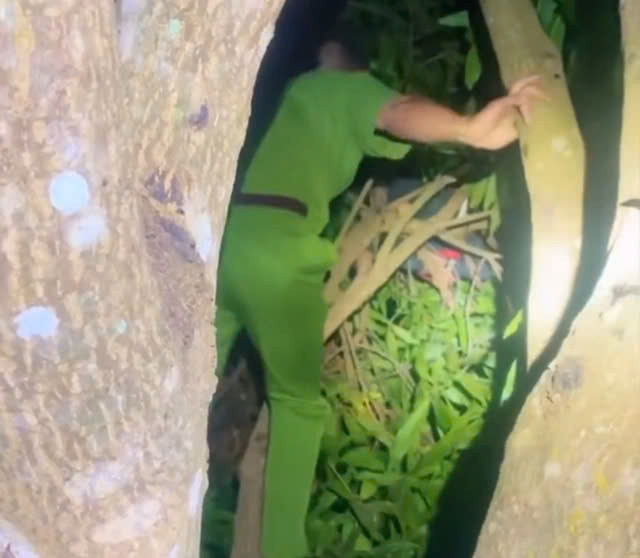 Hy huu cuoc giai cuu chau be lop 2 ngu tren... cay xoai!