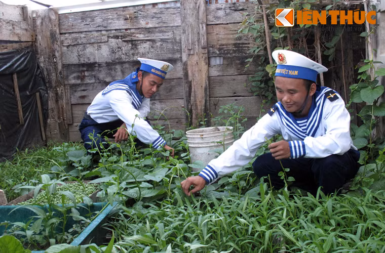 Trên đảo Núi Le, các chiến sĩ Hải quân luôn có cách để trồng các loại rau xanh gối đầu nhau để cải thiện bữa ăn cho bộ đội.