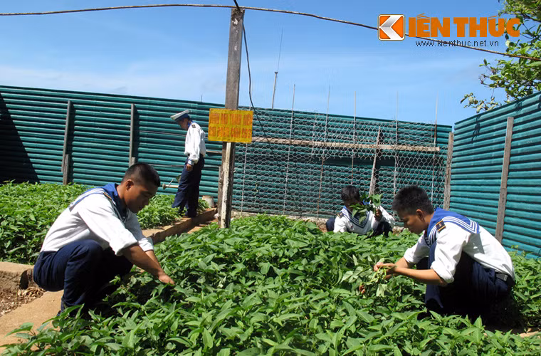 Mặc dù không được trồng trong nhà kính như đảo Đá Tây nhưng vườn rau của các chiến sĩ trên đảo Sơn Ca vẫn được bảo vệ bởi những tấm tôn mới tinh.