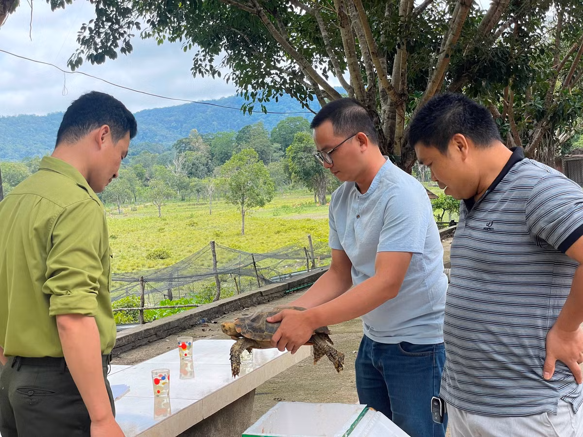 Hanh trinh cuu ho loai rua nui nam trong Sach do Viet Nam-Hinh-2