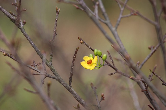 Vừa qua, Trung tâm Ứng dụng Khoa học công nghệ Hà Tĩnh đang phối hợp với UBND thị xã Kỳ Anh tổ chức triển khai dự án: “Tạo lập chỉ dẫn địa lý Kỳ Nam dùng cho sản phẩm cây mai vàng bản địa của thị xã Kỳ Anh, tỉnh Hà Tĩnh”. Sau bưởi Phúc Trạch và nhung hươu Hương Sơn, đây là sản phẩm thứ 3 của Hà Tĩnh được triển khai thiết lập chỉ dẫn địa lý.Mai vàng Kỳ Nam ở thị xã Kỳ Anh, tỉnh Hà Tĩnh.