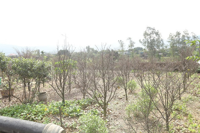 Theo người dân xã Kỳ Nam, do đặc thù về thổ nhưỡng nên cây mai Kỳ Nam hình thành ba sắc thái: mai rừng (mọc trên rừng), mai biển (mọc dọc bờ biển) và mai cồn (mọc ở các cồn cát - được ví là “công chúa” bởi có hoa rất to, sắc vàng đậm). Mai vàng Kỳ Nam có lá to, bầu, dày, màu xanh đậm, hoa 5 cánh mọc thành chùm, màu sắc hoa vàng đậm, lâu phai, thân cành cứng, màu nâu đậm; khác biệt so với các loài mai ở vùng khác (lá nhỏ, mỏng, xanh ánh vàng, cành nâu nhạt, chủ yếu hoa đơn). Đặc biệt mai vàng Kỳ Nam có khả năng chịu hạn, chịu úng và chịu được cả khí hậu khô nóng, thiếu nước. 