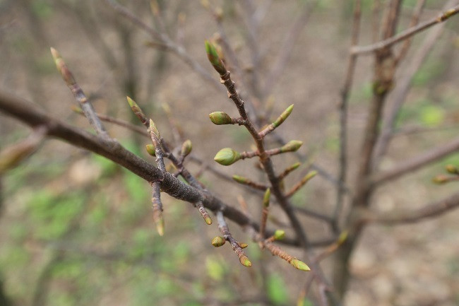 Gần 20 năm gắn bó với nghề trồng mai cảnh ở xã Kỳ Nam, bà Nguyễn Thị Xuân, không giấu nổi niềm vui khi cây mai của địa phương được xây dựng thương hiệu. Bà Xuân chia sẻ: “Những người trồng mai cảnh chúng tôi rất vui mừng khi mai vàng Kỳ Nam trở thành sản phẩm thứ 3 của tỉnh được đầu tư để tiến tới được bảo hộ chỉ dẫn địa lý. Để phát huy và khai thác hiệu quả giá trị của cây mai vàng, chúng tôi sẽ quan tâm ứng dụng những tiến bộ kỹ thuật mới vào chăm sóc, đồng thời tạo ra những sản phẩm được thị trường ưa chuộng nhất”.