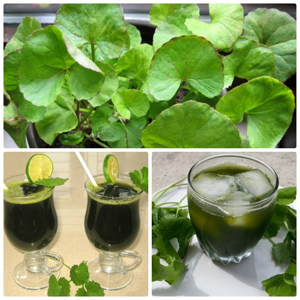 5. NƯỚC, SINH TỐ RAU MÁ Loại thảo dược này có vị đắng ngọt, tính hàn, ăn lúc còn tươi giúp duy trì sự trẻ trung. Rau má có chứa vitamin B1, B2, B3, C và K. Các loại vitamin này sẽ có tác dụng trong việc làm giảm bớt căng thẳng, giúp giải độc gan và giúp thúc đẩy tiêu hóa. Sinh tố rau má bổ dưỡng cho sức khỏe, giúp tăng trí nhớ, thị lực, thanh nhiệt, giải độc, lợi tiểu.