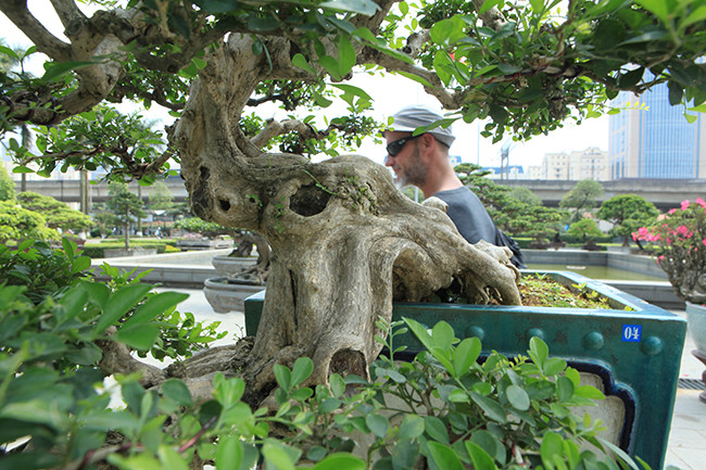 Chia sẻ về giá trị của cây, ông Huỳnh cho biết, giá trị nghệ thuật của cây là vô giá, đó là cả một quá trình sáng tạo thăng hoa, đó là cái tâm, cái tình người nghệ sĩ muốn gửi vào đó.