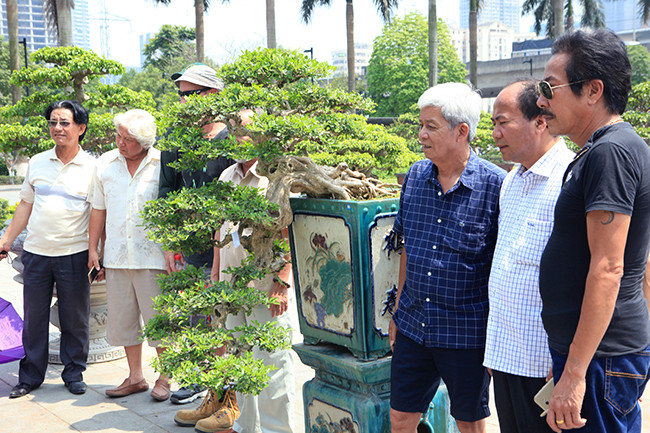 Chiều dài của cây khoảng hơn 1m, thân cây trườn xuống phía dưới, bông tán thành tầng lớp rất nghệ thuật. Đặc biệt, bộ rễ cây “khủng”, da của cây rất mịn và trắng chứng tỏ cây rất nhiều năm tuổi. Trải qua thời gian, cây có độ biến dị kỳ quái, khuỷu giật rất ngoạn mục. Gốc gân guốc nhìn rất mạnh mẽ.