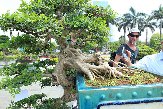 Đặc điểm của dòng cây này là thân cây chắc chắn và phát triển rất chậm nên có được bộ rễ lớn như thế này phải trải qua rất nhiều năm.