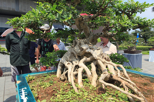 "Tôi rất say mê tác phẩm này nên muốn sở hữu bằng được, sau khi mua về làm lại bông tán một chút – chia bông tán theo lối tản vân", chủ nhân tác phẩm chia sẻ. "Đây là cây cảnh cho nhiều hoa đẹp, hoa nguyệt quế rất to và thơm, được sử dụng trong những cuộc thi lớn và có nhiều ý nghĩa về mặt tâm linh, tài lộc", ông Huỳnh nói.