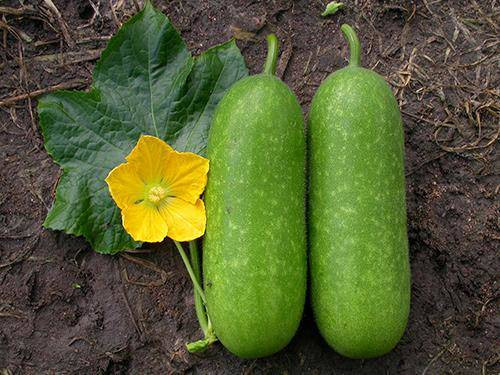 Bi quyet de co vong eo con kien nhu Pham Huong, Ngoc Trinh-Hinh-7