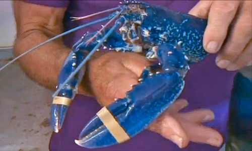 Ông Keith Setter, một ngư dân người Anh vô tình bắt được một con tôm hùm màu xanh dương kỳ lạ trên vịnh Ladram, ngoài khơi Devon.