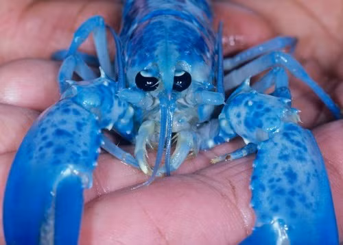 Còn đây là con tôm hùm màu xanh sáng do hai ngư dân người Canada bắt được trên bở biển Đại Tây Dương Ở Bắc Mỹ. Họ vô cùng ngạc nhiên trước loài tôm kỳ lạ, và cho rằng đó là dấu hiệu của sự may mắn.