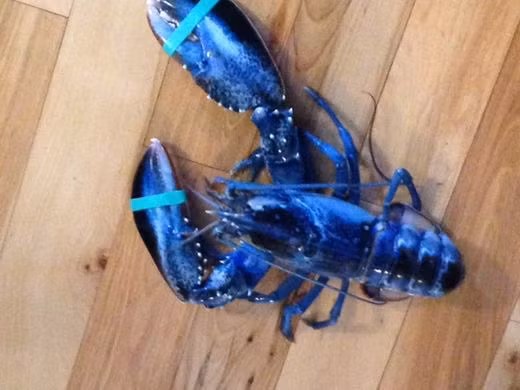 Cô Meghan Laplante và cha bất ngờ đánh bắt được con tôm hùm màu xanh này vào ngày 23/8/2014 ngoài khơi Pine Point ở Scarborough, Maine (Mỹ). Cô đặt tên cho nó là Skylar.